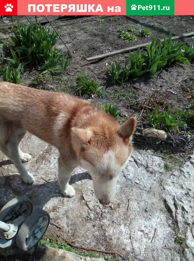 Найдена хаски на ул. Чапаева в Тольятти | Pet911.ru