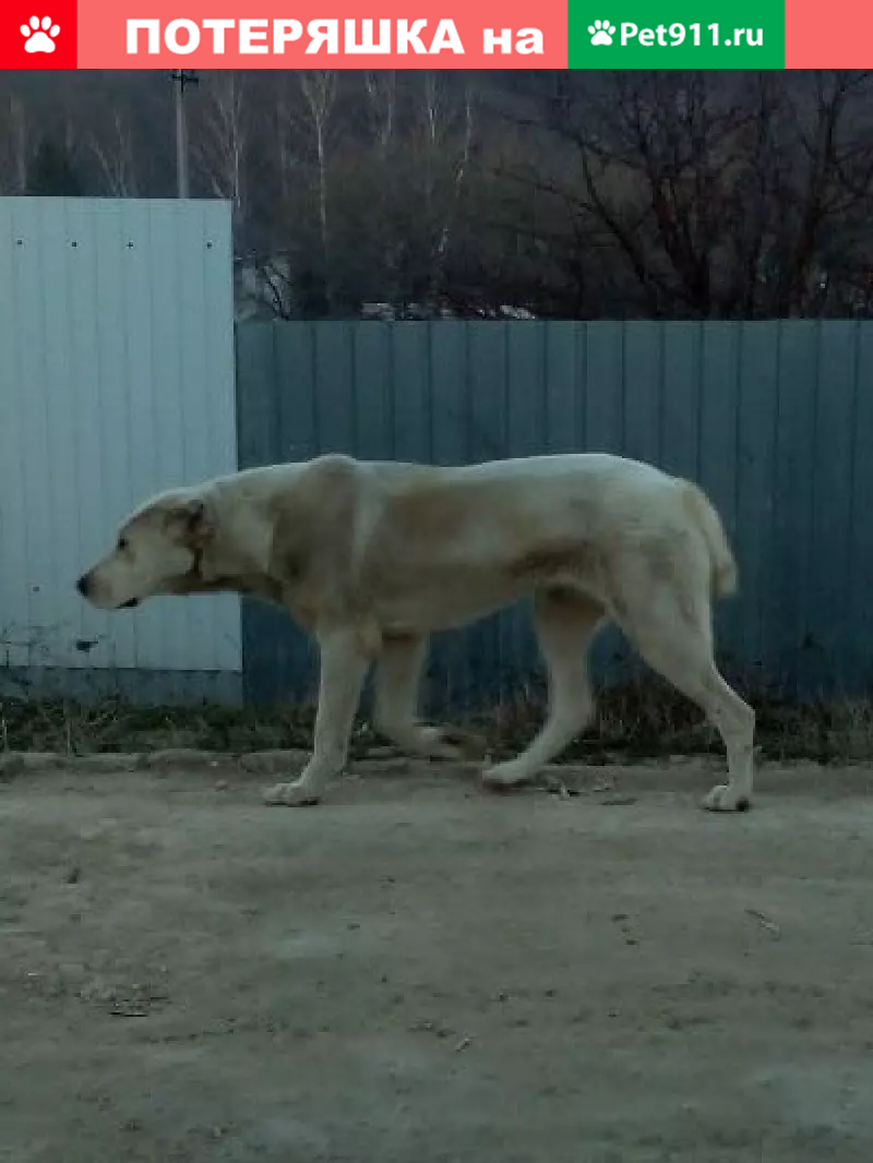 Найдена собака в Верхнеуслонском районе Татарстана | Pet911.ru