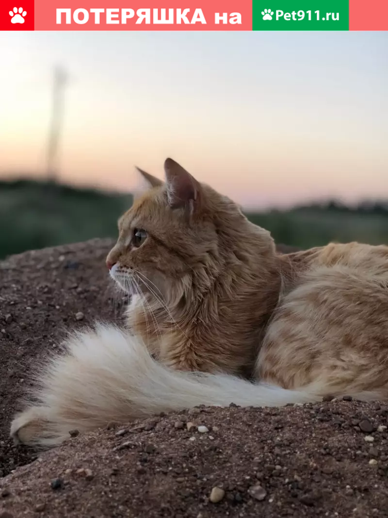 Пропала кошка Кеша на ул. С. и Л. Толстого, Бузулук | Pet911.ru