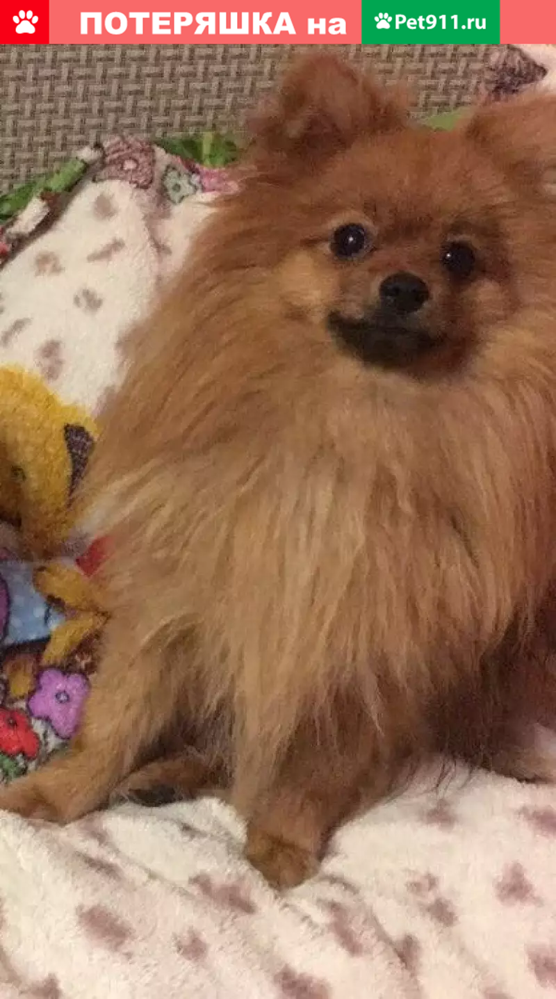 Пропала собака в музее Царицыно, нужна помощь! - photo