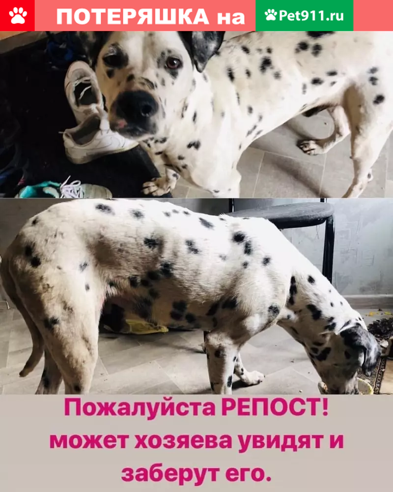 Найден далматинец в Пензе - ищем хозяев! | Pet911.ru