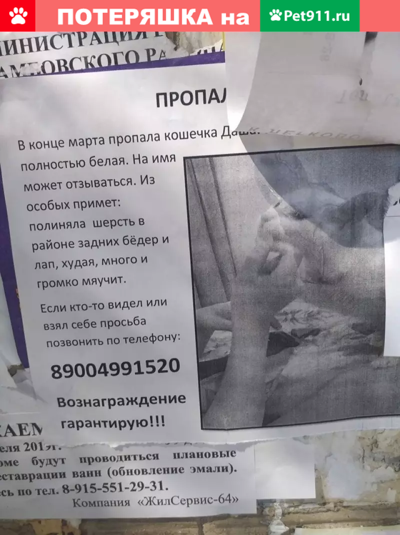 Пропала белая кошка в Строителе, д.13 в марте. | Pet911.ru