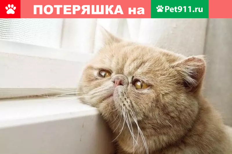 Пропала персидская кошка на ул. Клемента Готвальда, 5 | Pet911.ru