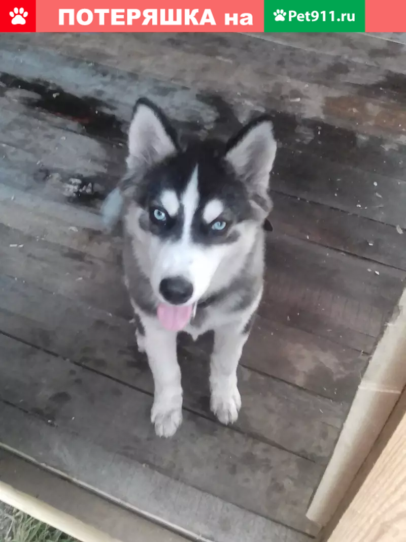 Пропала собака в пос. Зональная Станция, Томск - photo