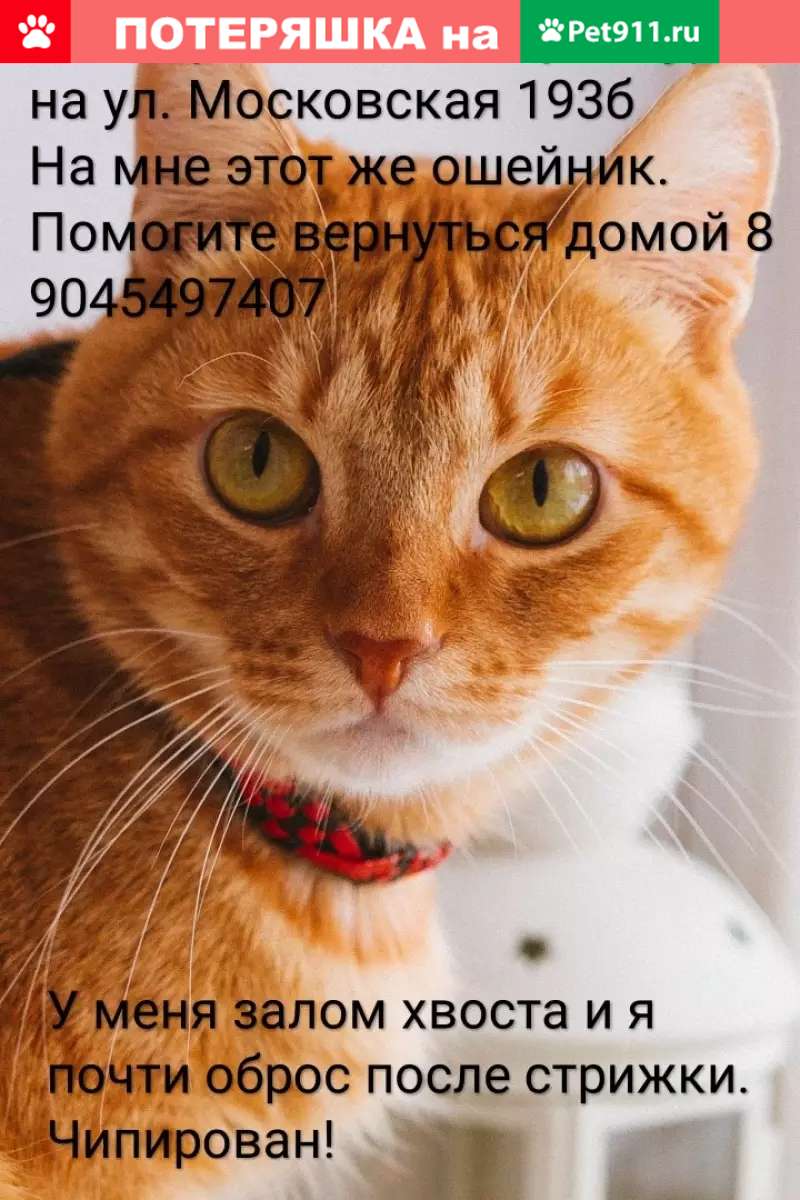 Пропала кошка на ул. Московская (Екатеринбург) | Pet911.ru