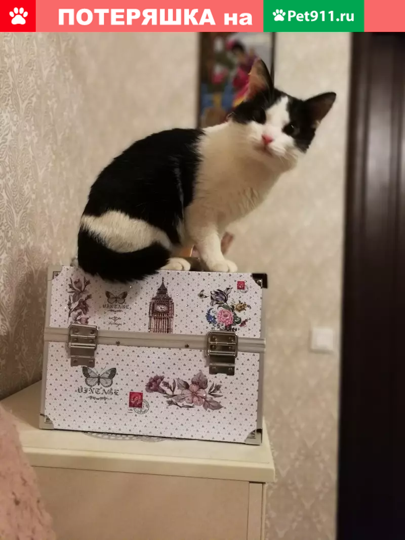 Пропала кошка в Москве на Старопетровском проезде 12 кор7 - photo