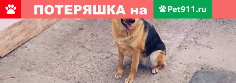 Пропала немецкая овчарка в Уфе, ищем Дину! - photo