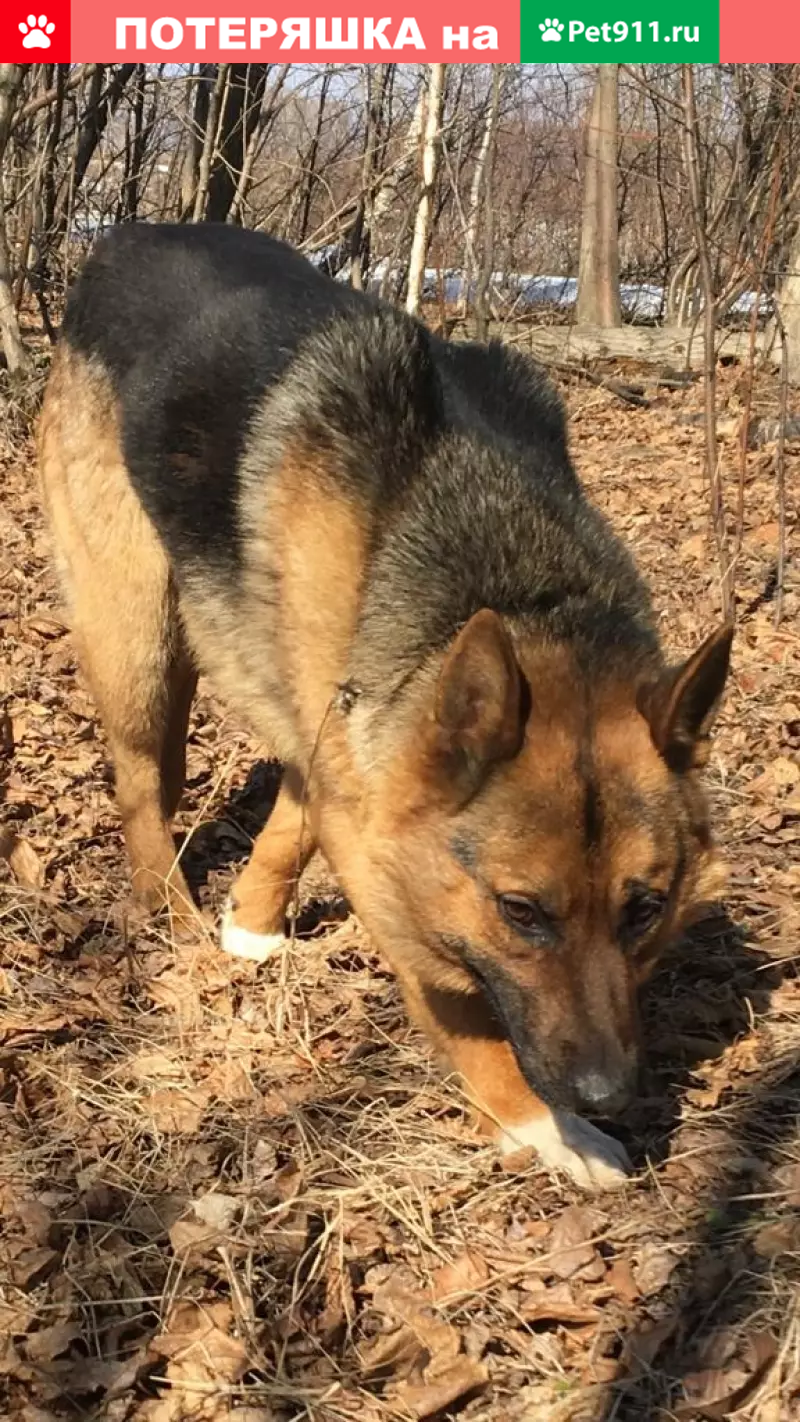 Пропала собака в Уфе, район 32 садов, помесь овчарки, белые носочки. - photo