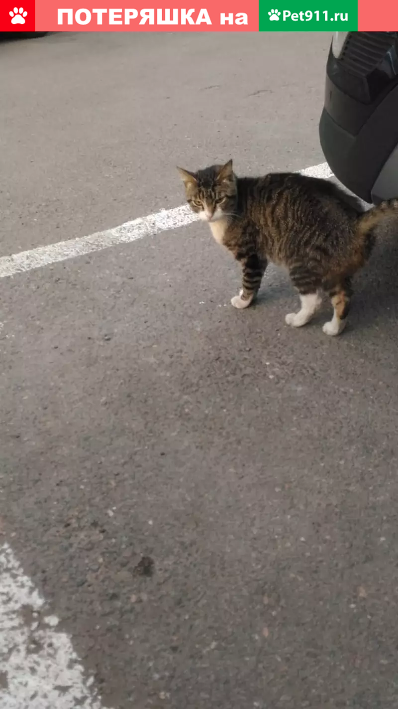 Найдена кошка в Санкт-Петербурге, район м. Удельная, нужен хозяин! |  Pet911.ru