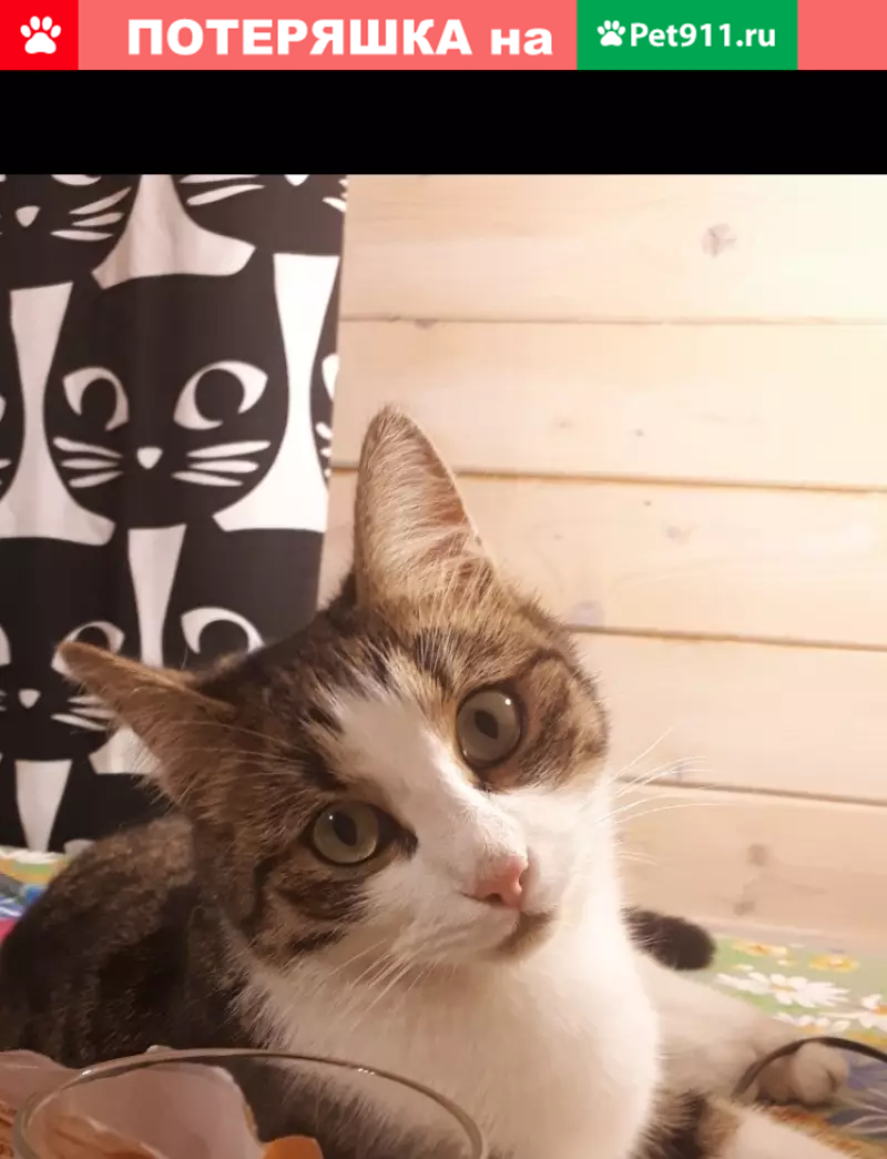 Пропал кот Тимон на ул. Лазенки, Москва - photo