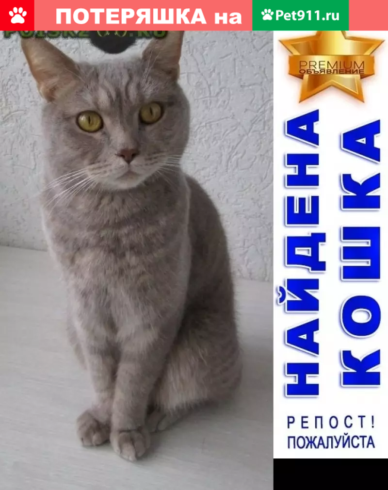 Найден серо-бежевый кот на Античном проспекте | Pet911.ru