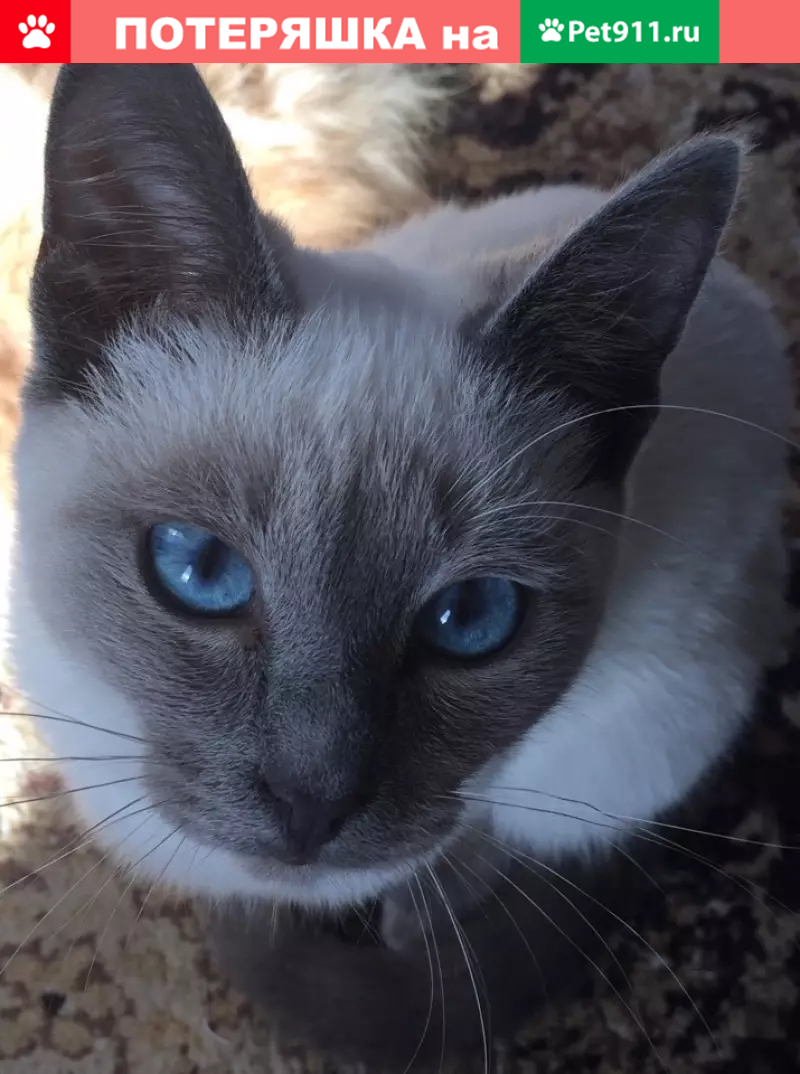 Пропала кошка в Новосибирске на Цветном проезде - photo