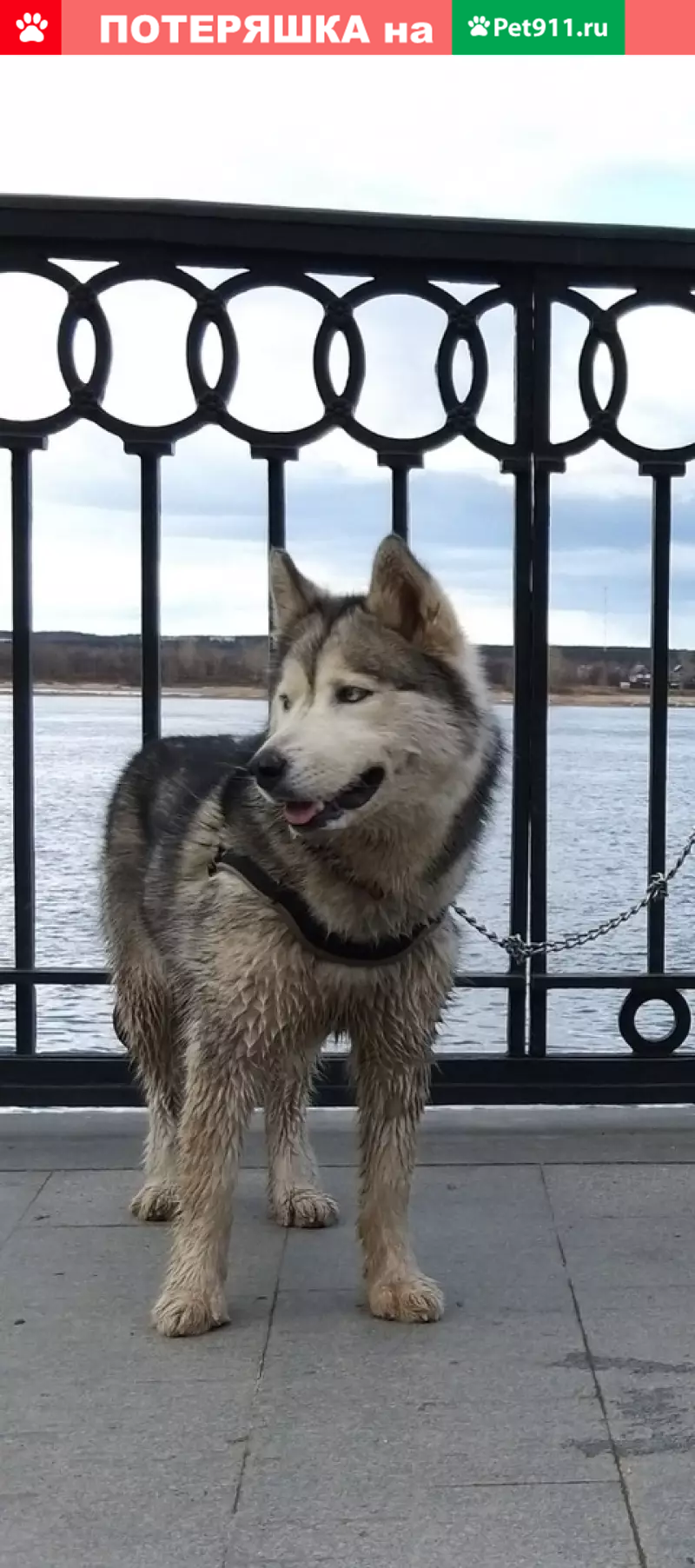 Пропала хаски, номер на ошейнике. Пермь. | Pet911.ru