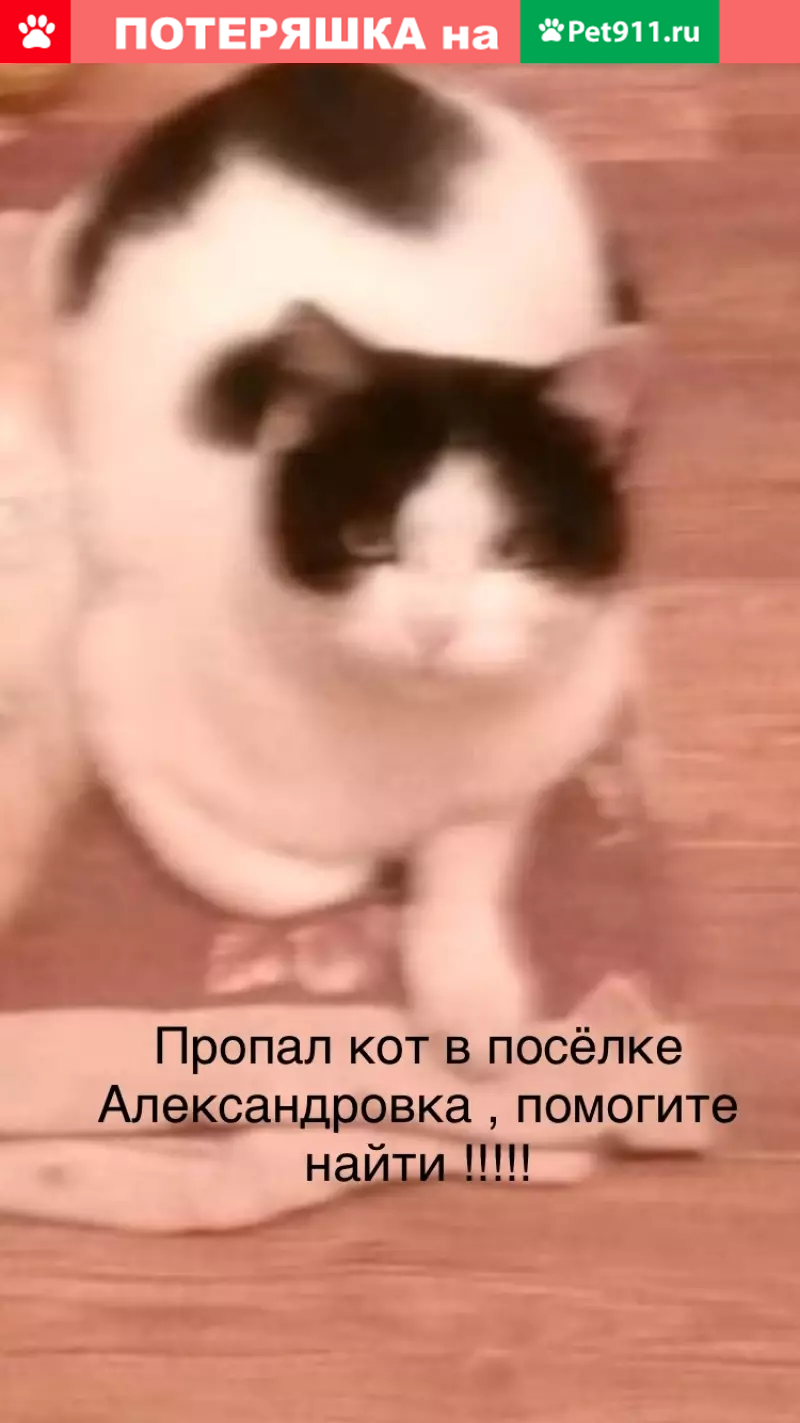 Пропала кошка в Александровке, вознаграждение! | Pet911.ru