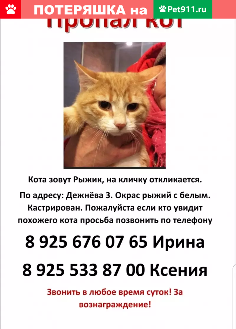 Пропала кошка Рыжик, Опалиха, ул. Дежнёва 3 | Pet911.ru