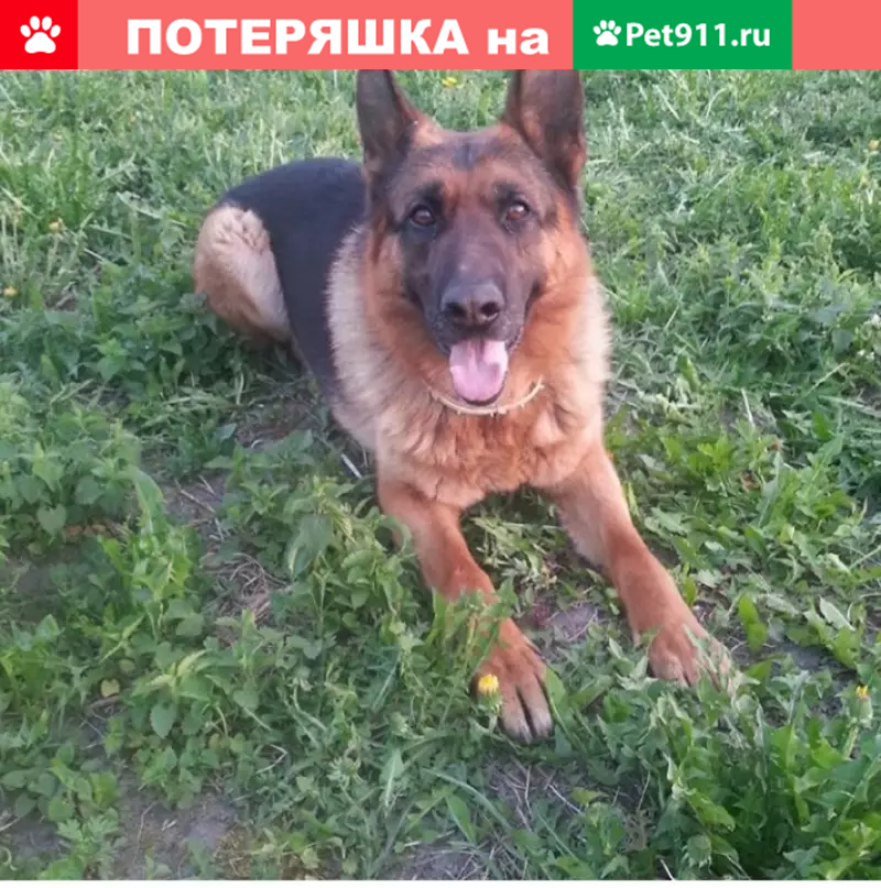 Пропала собака Риттер в Кохме, Ивановская обл. | Pet911.ru