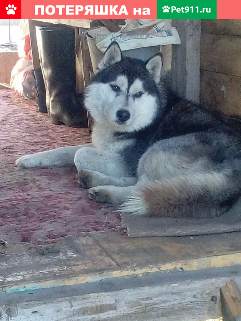 Найдена собака породы хаска в Жигулёвске