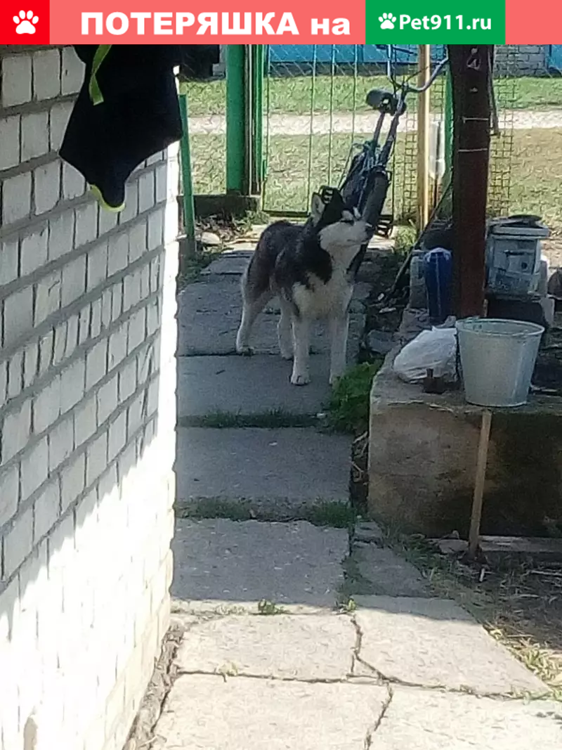 Найдена собака породы хаска в Жигулёвске