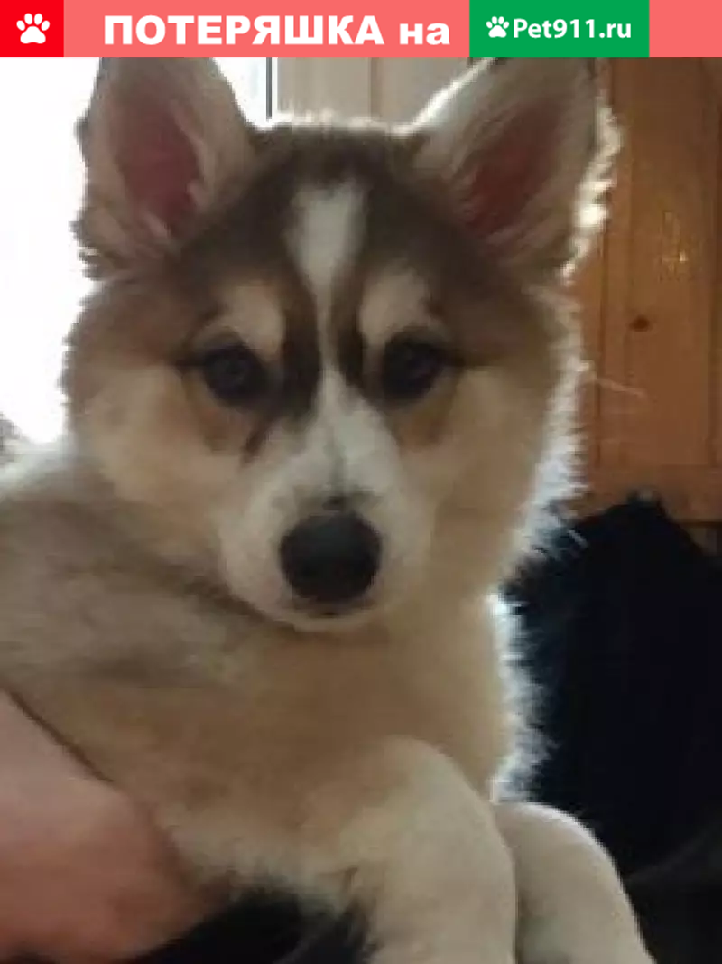 Пропала собака на Изюмской улице! - photo