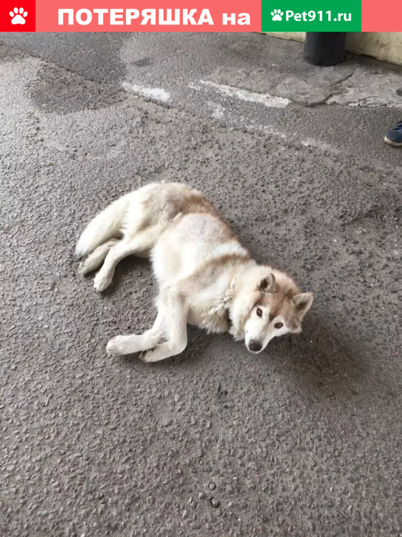 Найдена собака на Старицком шоссе 15 в Твери | Pet911.ru