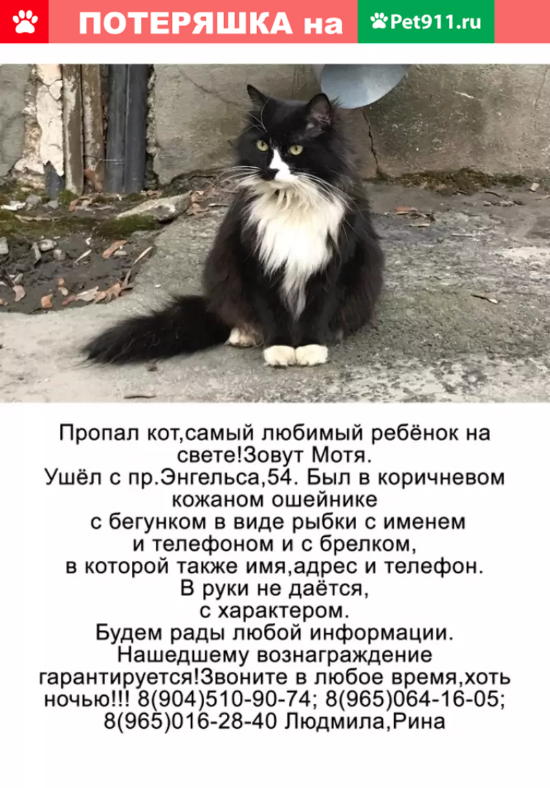 Пропала кошка Мотя на пр. Энгельса, СПб | Pet911.ru