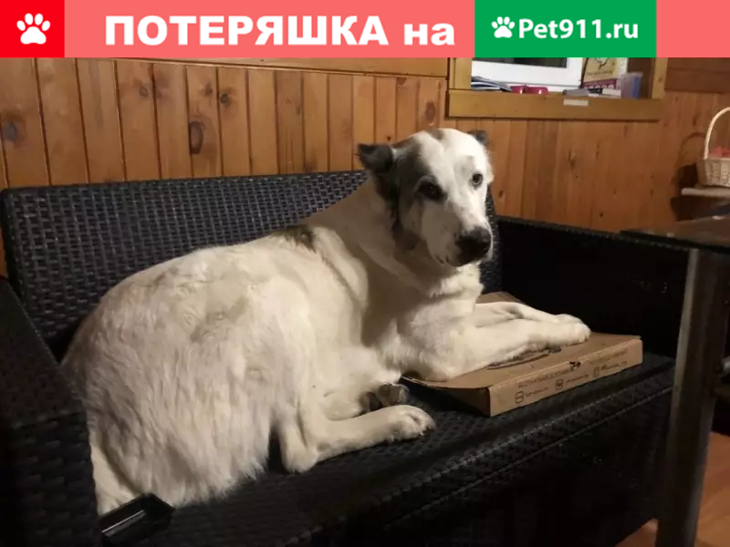Пропала собака в Ленинградской области, СНТ Форт Ино | Pet911.ru