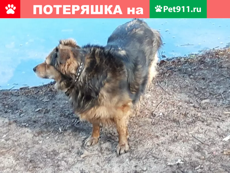 Пропала собака Маняня в Люблинском парке, ул. Люблинская 52 - photo