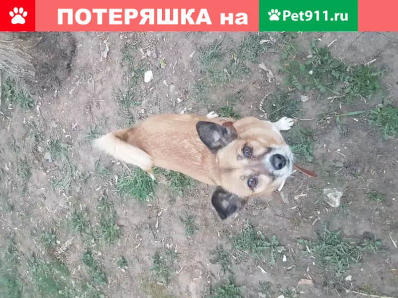 Пропала собака на Алтуфьевском шоссе, д18. - photo