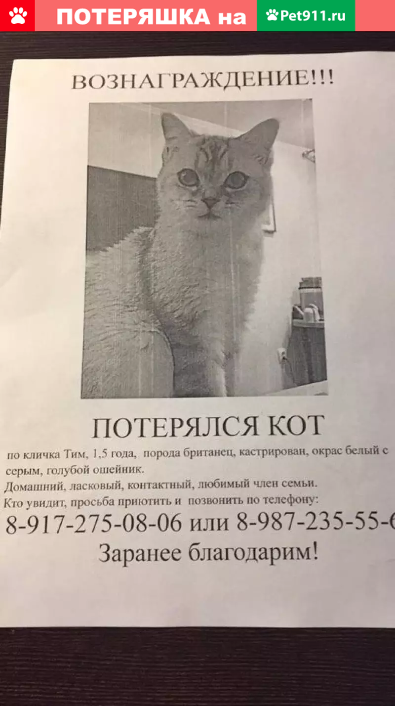 Пропала кошка на ул. Кристальная в Казани с голубым ошейником | Pet911.ru