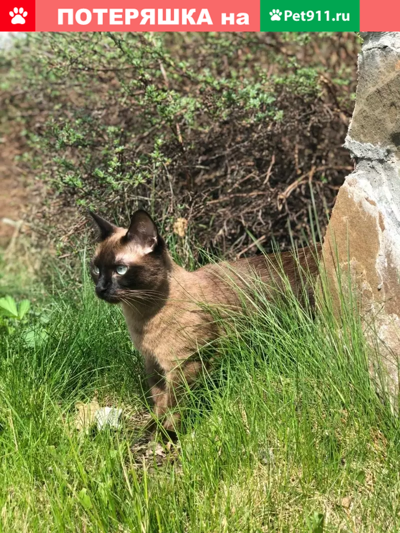 Пропала кошка в Мещерском Полесье, окрас кофе с молоком | Pet911.ru