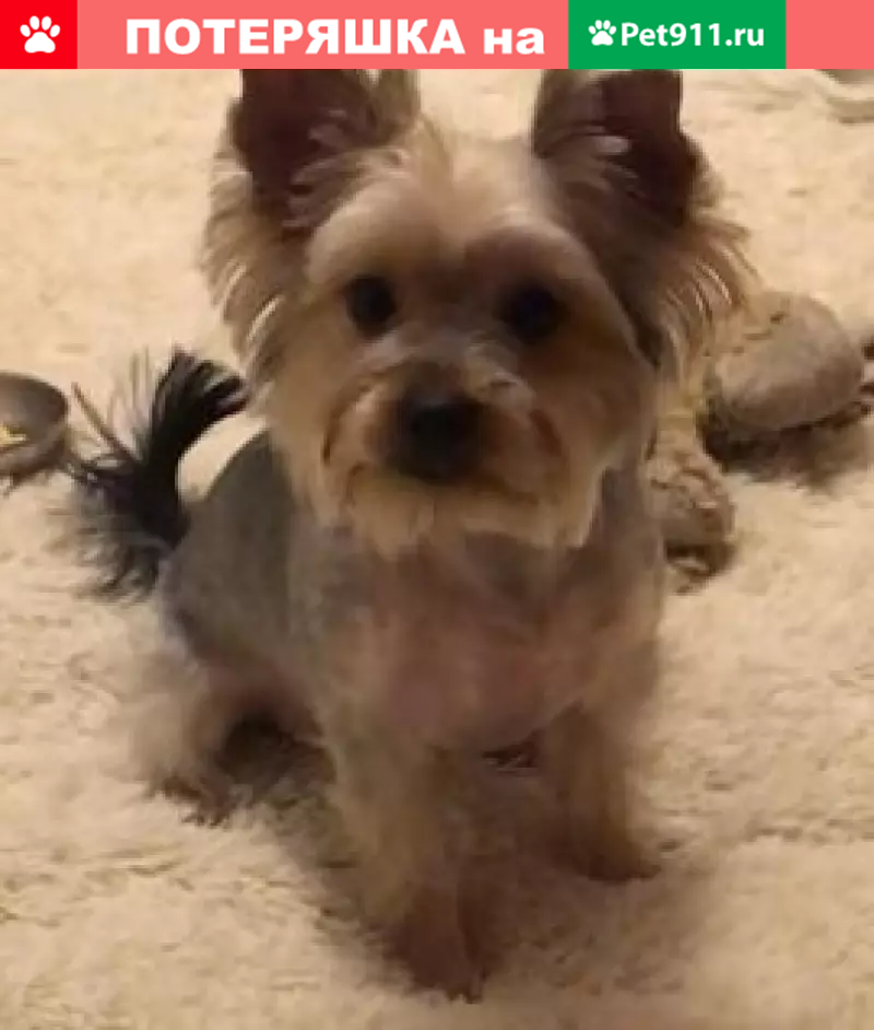 Пропал кобель на Ясеневой, Москва - photo