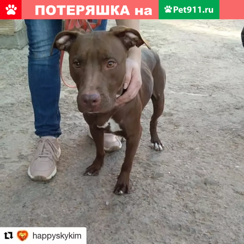Пропала собака в Москве, Борисовский проезд - Мэгги, порода питбуль! - photo