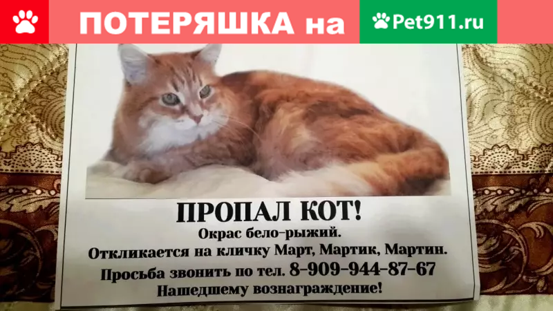 Пропал кот Март на ул. Маршала Тухачевского 40к2 - photo