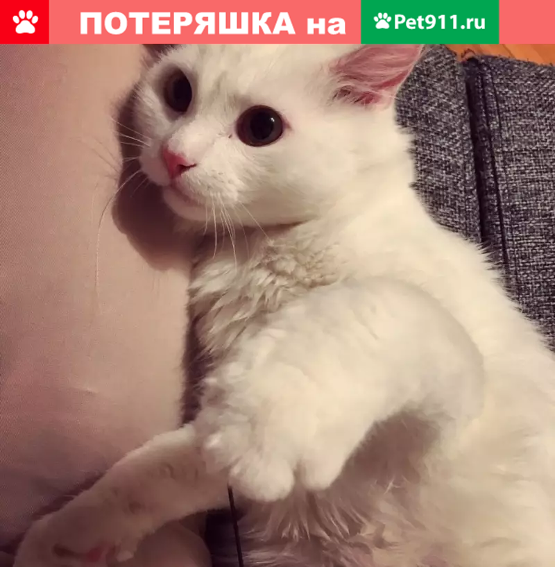 Пропал белый кот, возраст 1 год, Химки | Pet911.ru