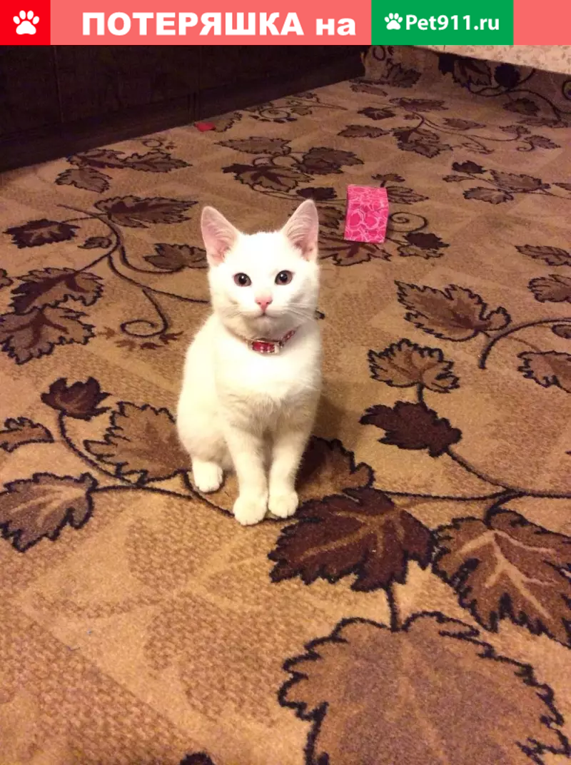 Пропала кошка Монро на Проспекте Мира, 182к3 - photo