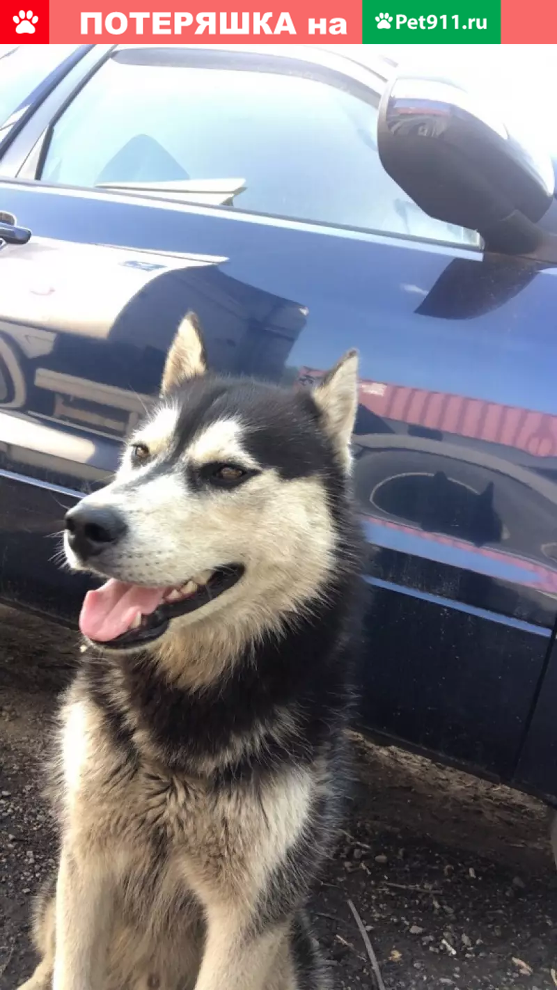 Пропала собака хаски в Царицыно, срочно нужна помощь! - photo