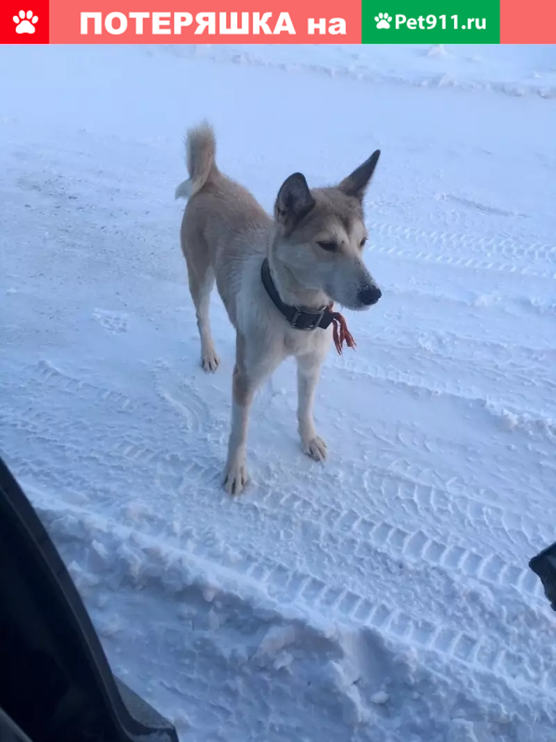 Пропала собака Верба в п. Каскара, Тюмень | Pet911.ru