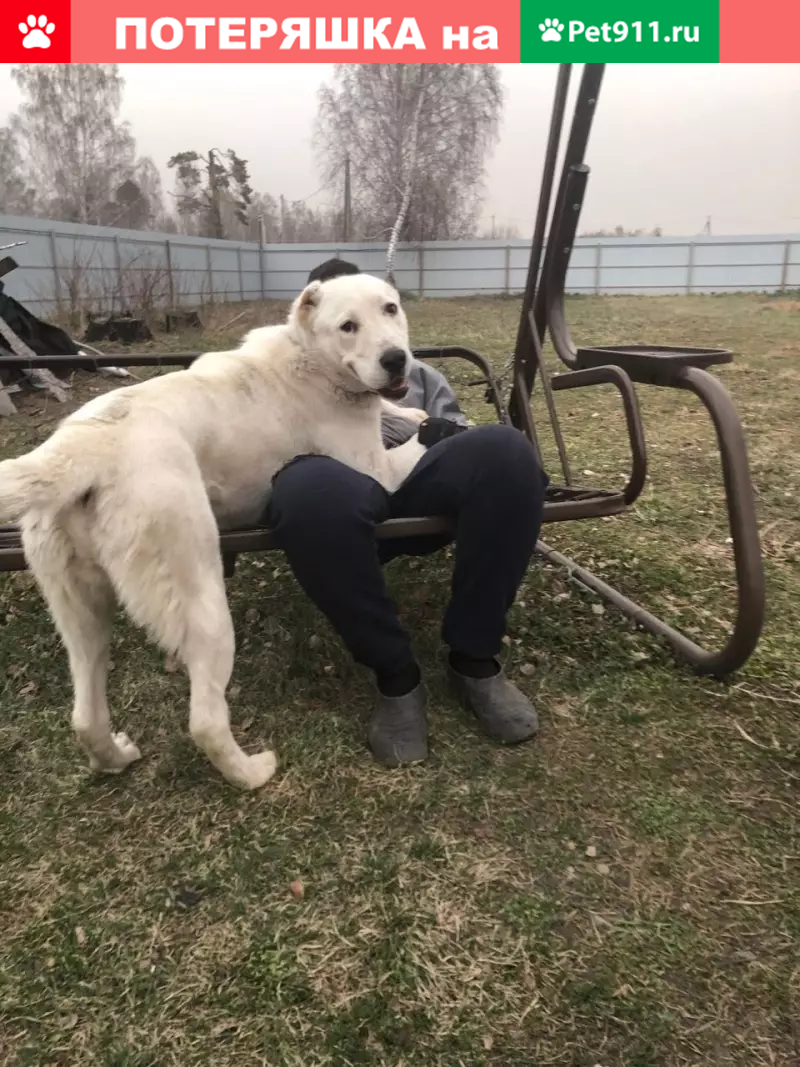 Пропала собака Унисса, Алабай, село Перевалово, Тюменская область |  Pet911.ru