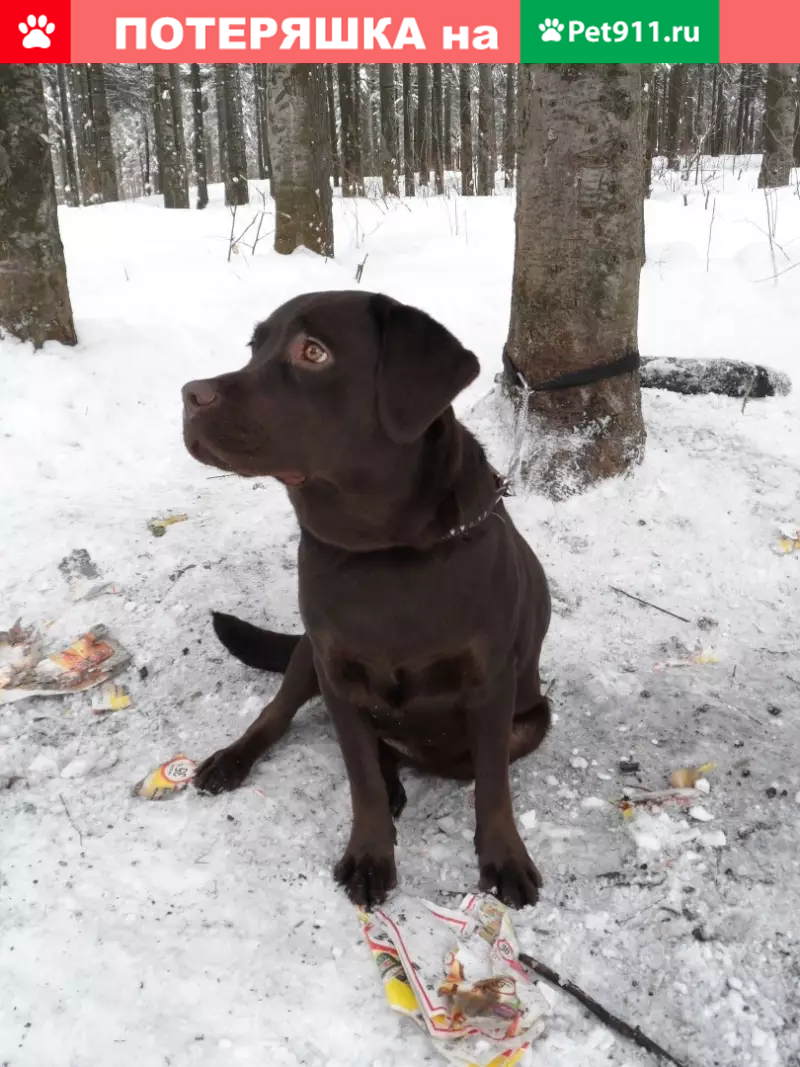 Пропала собака в поселке Ласкино, Калининградская область | Pet911.ru