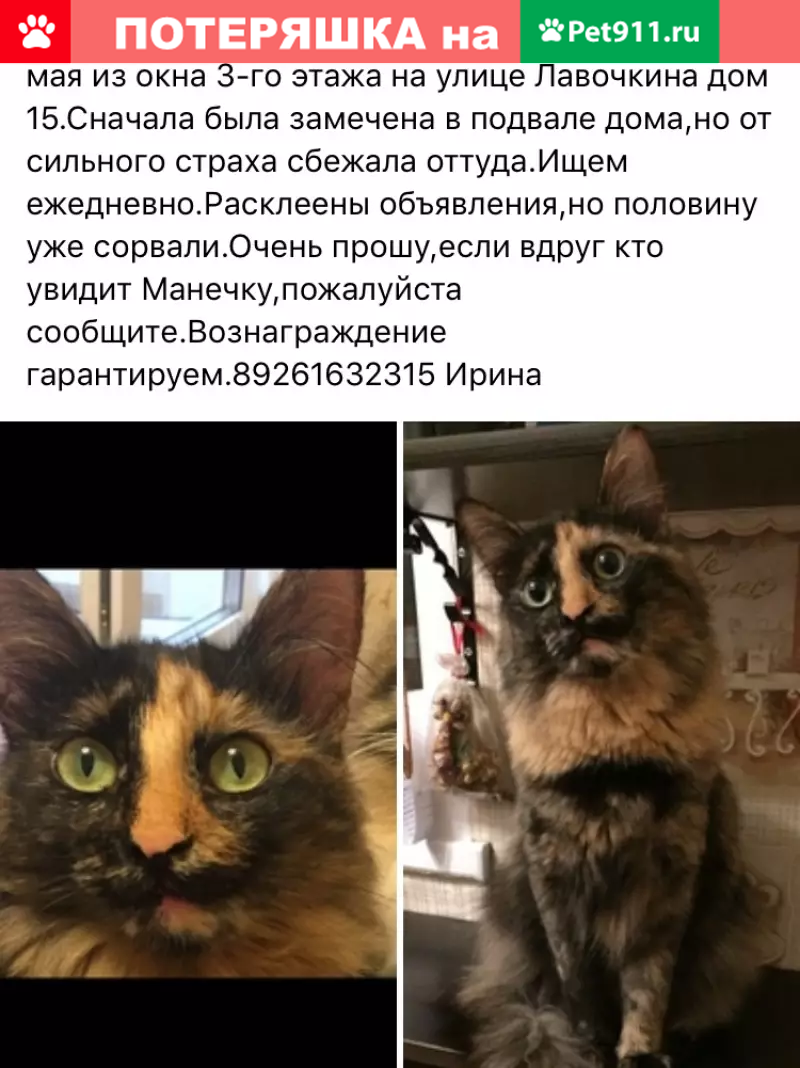 Пропала кошка на ул. Лавочкина, 15 | Pet911.ru