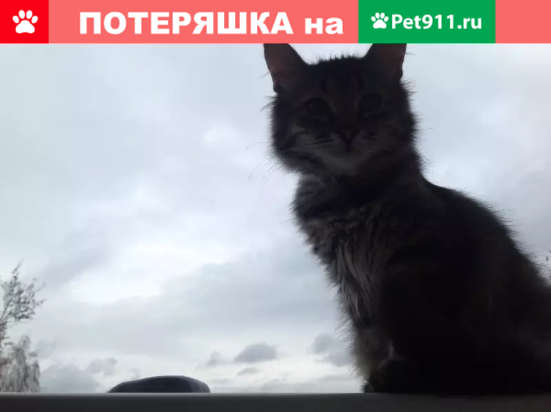 Пропала кошка Ёжик на Тарутинской улице, Калуга | Pet911.ru