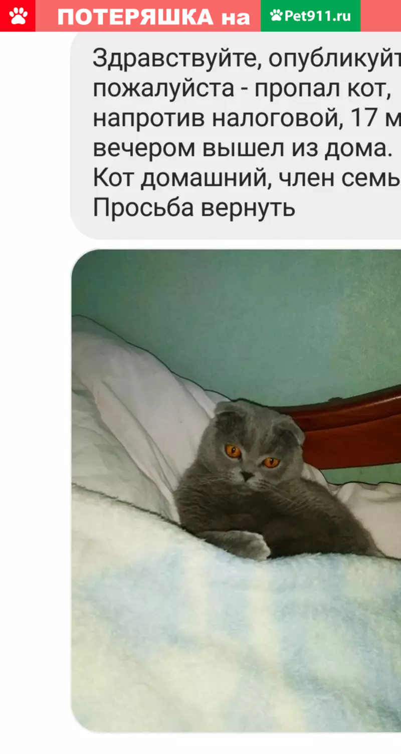 Пропала домашняя кошка на ул. Коста Хетагурова, Пятигорск | Pet911.ru