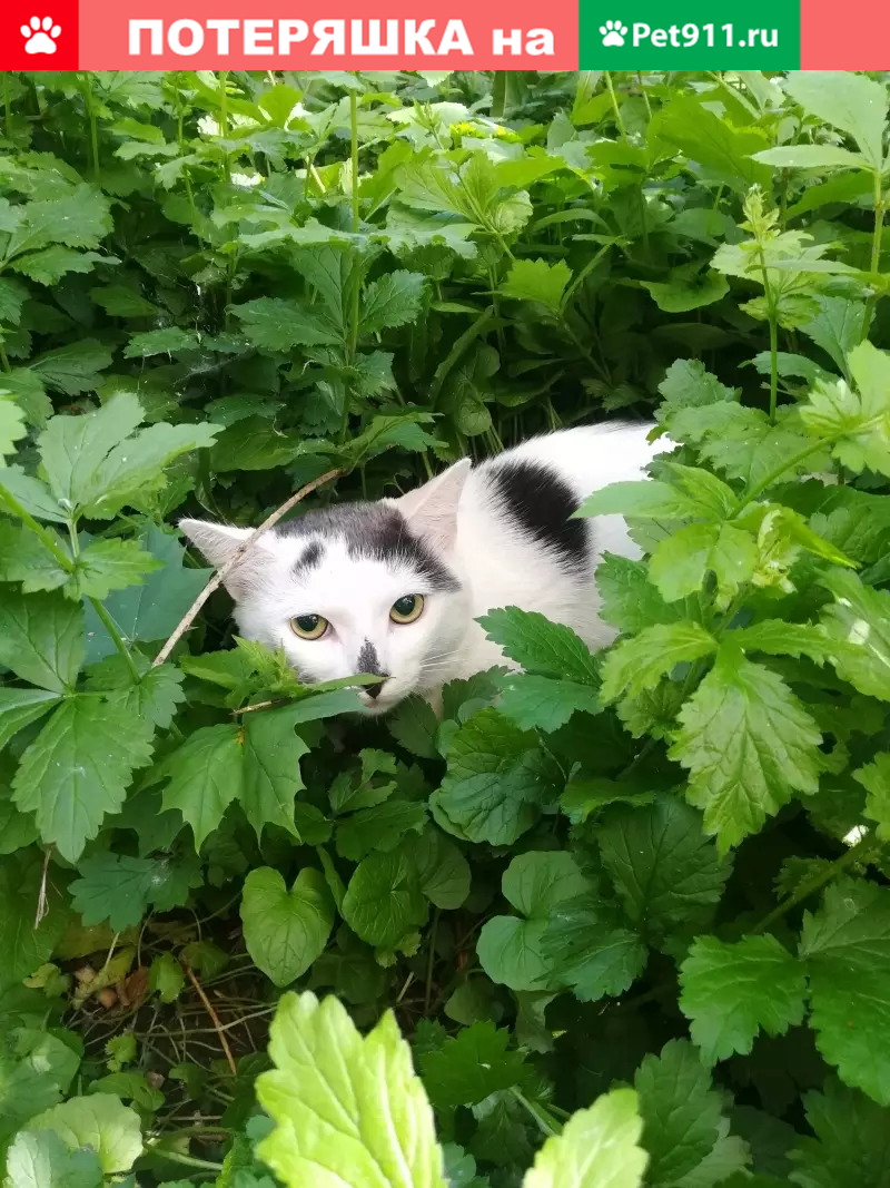 Найден бело-серый кот на ул. Старый Гай, Вешняки | Pet911.ru