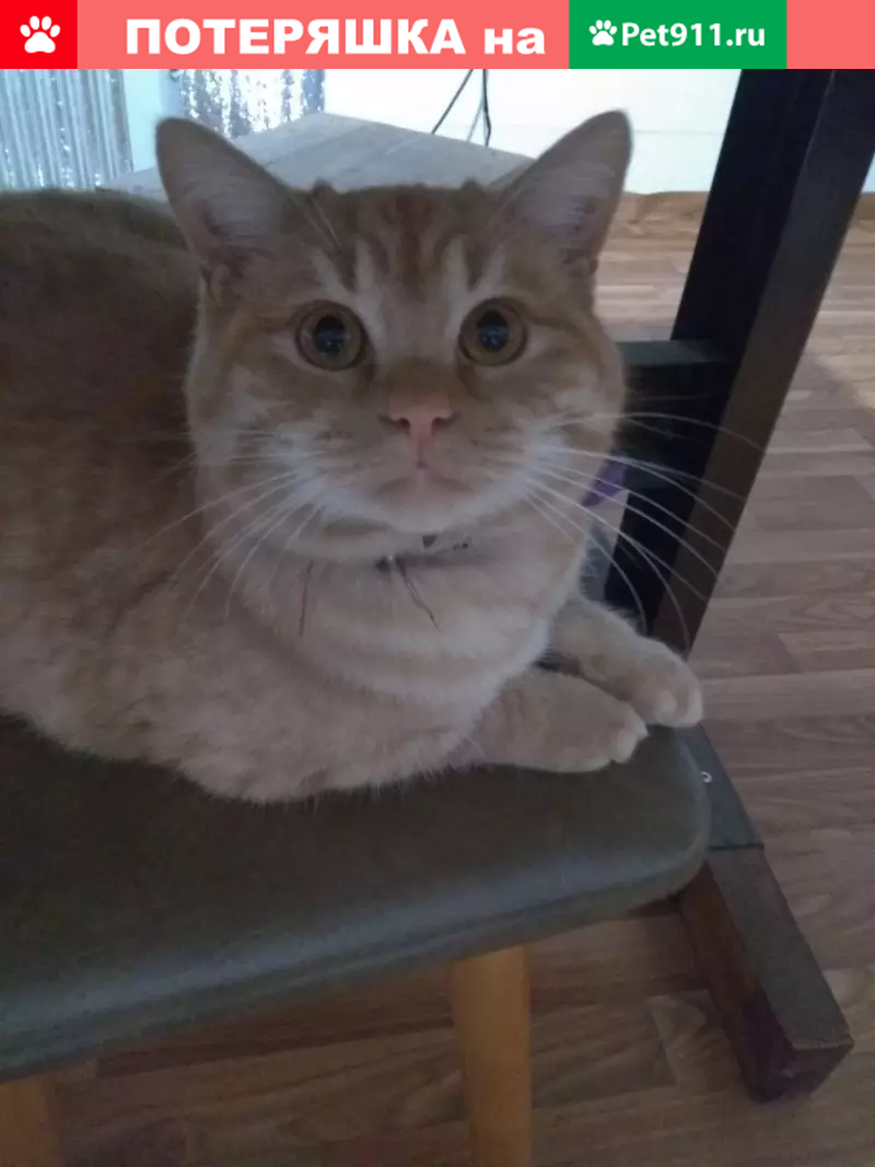 Пропала кошка в Марусино, Московская область - photo