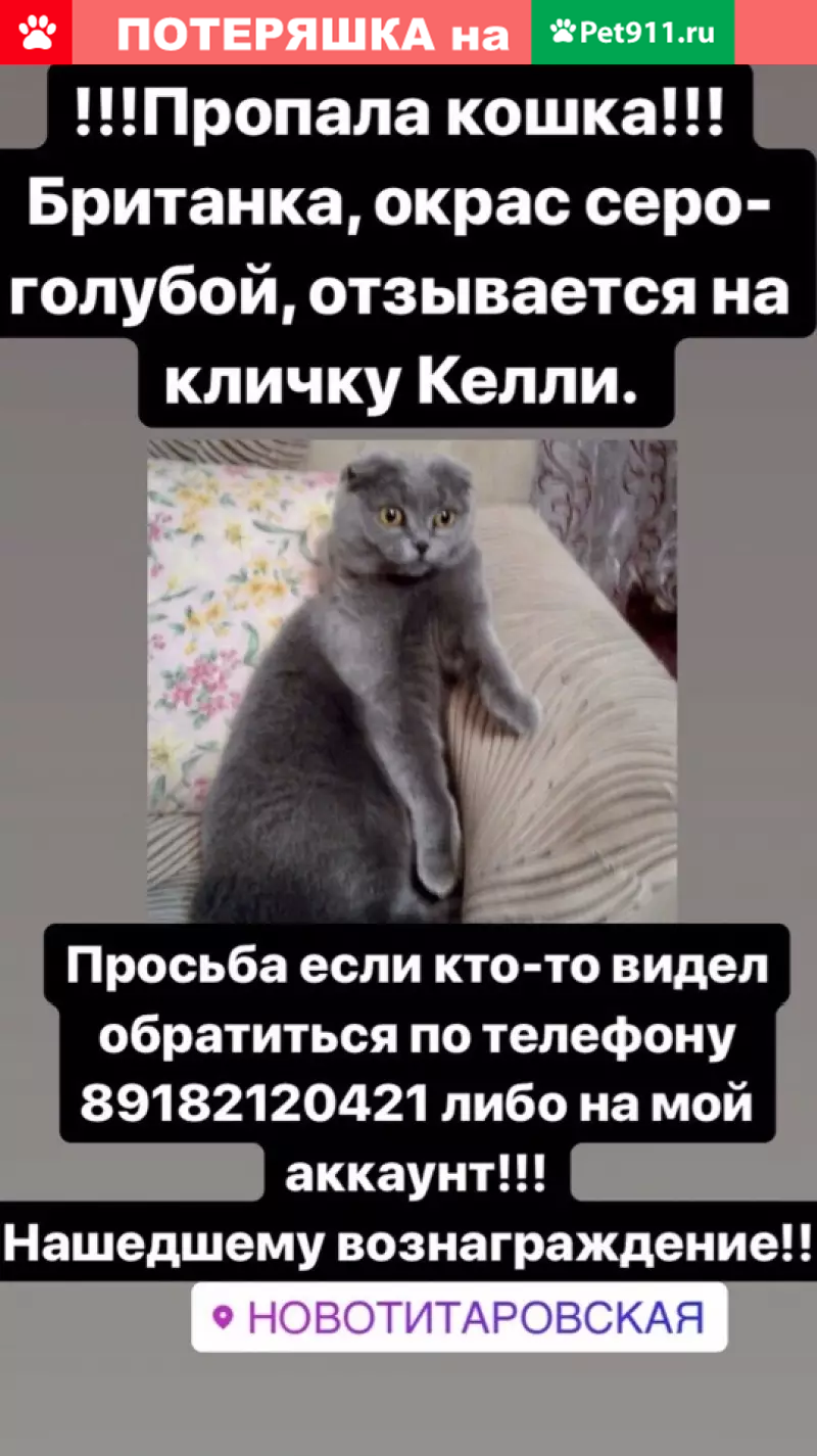 Пропала кошка в станице Новотитаровская | Pet911.ru