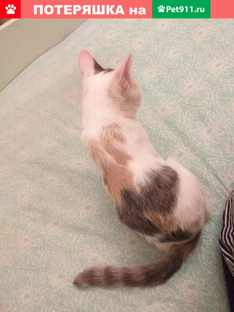Пропала кошка Дэля, Котенок, Москва. - photo