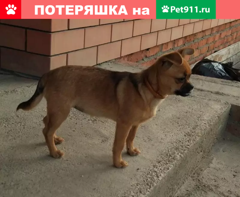 Найдена собака в Усть-Лабинске - photo