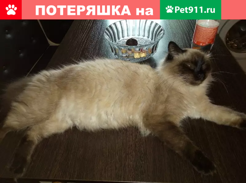 Пропал кот в пос. Юг, ул. Дзержинского - photo