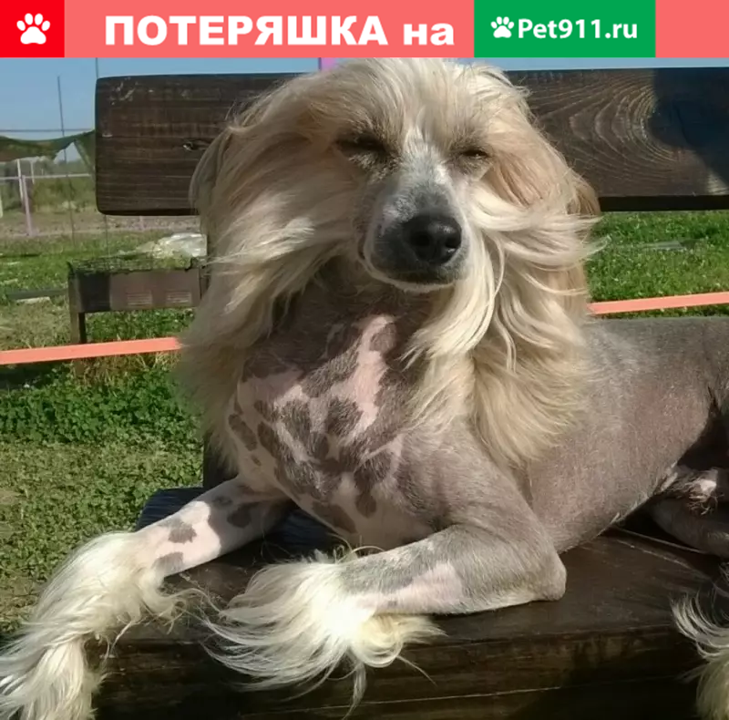 Московская хохлатая