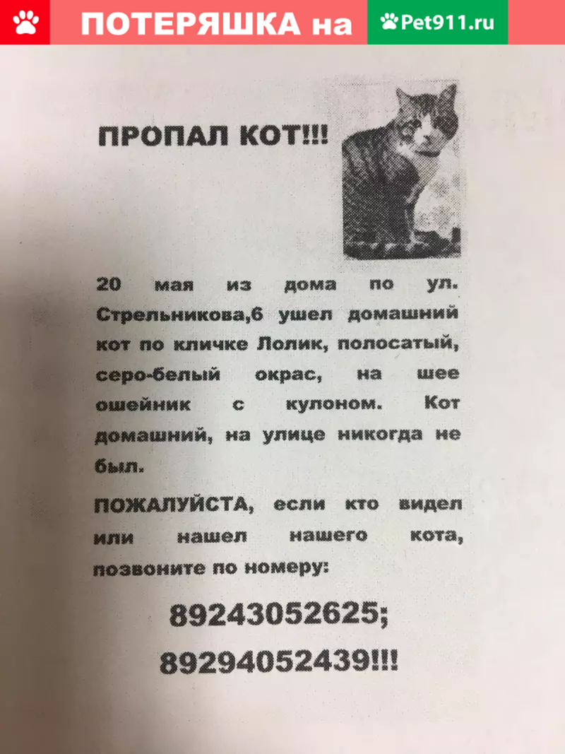 Пропал кот Лолик на ул. Стрельникова, 6. Помогите найти! | Pet911.ru